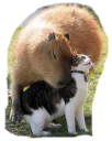😉 emoji Capybara Telegram sticker 12 of 13