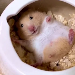 🐾 emoji Hamster (@Spatiul) Telegram sticker 23 of 35