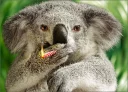 Sticker from Koala