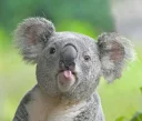 Sticker from Koala
