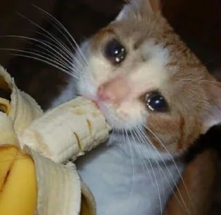 😭 emoji درباره تو Telegram sticker 22 of 119
