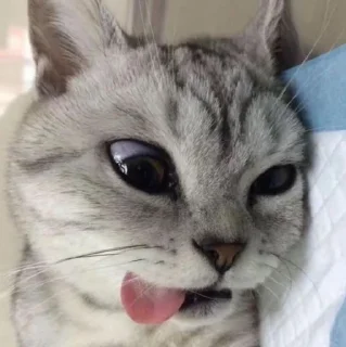 🐾 emoji meow @taylorsversiono Telegram sticker 7 of 50