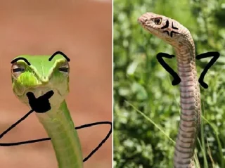 🤔 emoji Snake Doodles Telegram sticker 9 of 20
