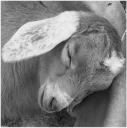 🐐 emoji Goat Telegram sticker 14 of 15