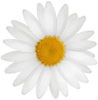 🌼 emoji ورود ٣ Telegram sticker 19 of 120