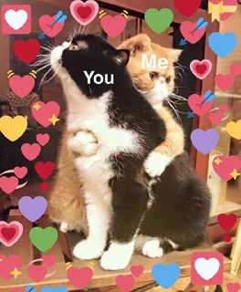 😍 emoji Cute kittens Telegram sticker 6 of 35