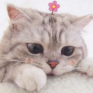 🥺 emoji Cute kittens Telegram sticker 8 of 35