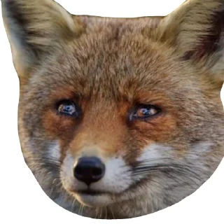 😢 emoji Il Volpo Telegram sticker 19 of 20