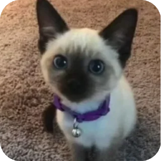 🐾 emoji Чорти Telegram sticker 10 of 65