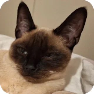 🐱 emoji Чорти Telegram sticker 21 of 65
