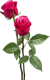 🌹 emoji ورود Telegram sticker 13 of 34