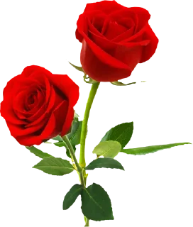 🌹 emoji ورود Telegram sticker 17 of 34