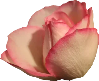 🌺 emoji ورود ١ Telegram sticker 12 of 120