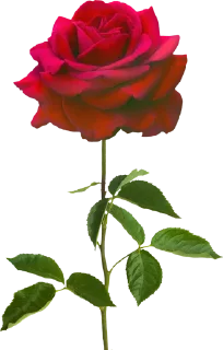 🌹 emoji ورود Telegram sticker 12 of 34