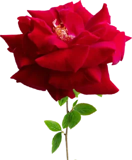 🌹 emoji ورود Telegram sticker 21 of 34