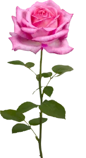 🌷 emoji ورود Telegram sticker 11 of 34