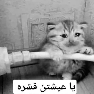 💔 emoji يا عيشتن قشره Telegram sticker 16 of 20
