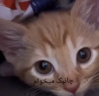 😭 emoji گوربه ی درانک Telegram sticker 12 of 12