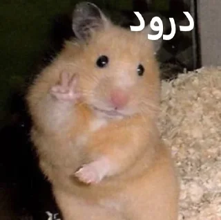 Sticker from ممد کوچولو ها🐹