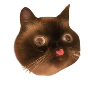 🌟 emoji Blep :p Telegram sticker 7 of 16