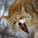😱 emoji Coyote faces Telegram sticker 17 of 18