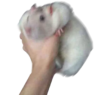 💨 emoji Take this rat! Telegram sticker 15 of 30
