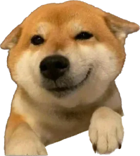 🥴 emoji Doge 🐶🐕 Telegram sticker 23 of 120