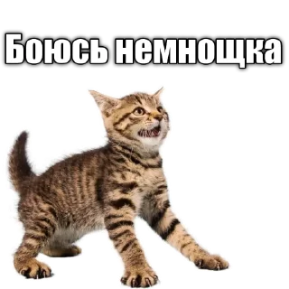 🙀 emoji Cats police Telegram sticker 8 of 120