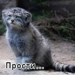 ☹️ emoji Смешные манулы Telegram sticker 14 of 40