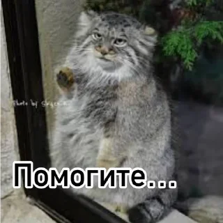 🥺 emoji Смешные манулы Telegram sticker 7 of 40