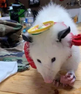 🎩 emoji Poucho Villa Opossum Telegram sticker 22 of 87