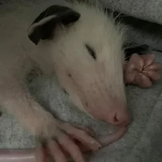 💤 emoji Poucho Villa Opossum Telegram sticker 9 of 87