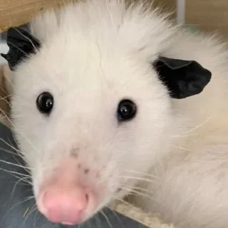 😳 emoji Poucho Villa Opossum Telegram sticker 19 of 87