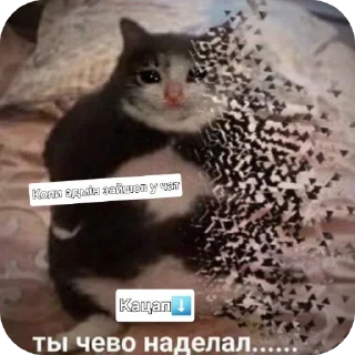 🐱 emoji Чисто для чата СС Telegram sticker 22 of 35