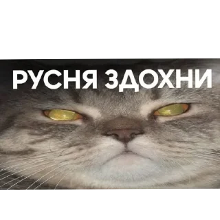 🐱 emoji Чисто для чата СС Telegram sticker 21 of 35
