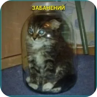 🐱 emoji Чисто для чата СС Telegram sticker 18 of 35