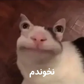 😐 emoji گربه روانی سخنگو Telegram sticker 8 of 16