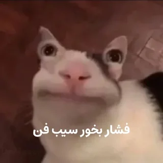😐 emoji گربه روانی سخنگو Telegram sticker 11 of 16