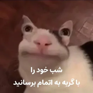 😐 emoji گربه روانی سخنگو Telegram sticker 6 of 16
