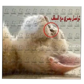 👂 emoji Cat'sهواجيس @Touyx Telegram sticker 18 of 57