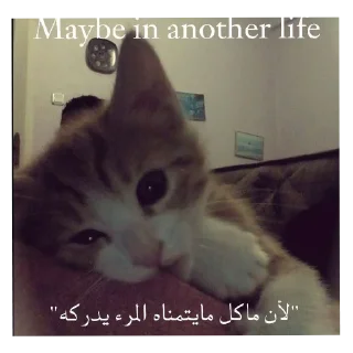 🐱 emoji Cat'sهواجيس @Touyx Telegram sticker 14 of 57