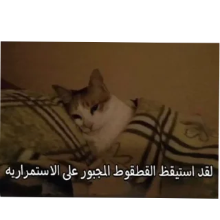 🐱 emoji Cat'sهواجيس @Touyx Telegram sticker 7 of 57