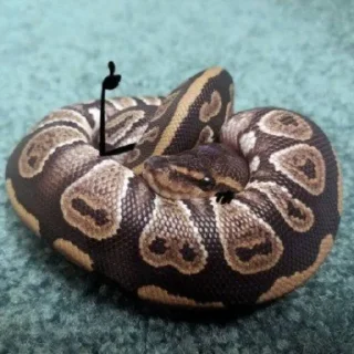 💥 emoji @SameOldShit | Animals Telegram sticker 7 of 120