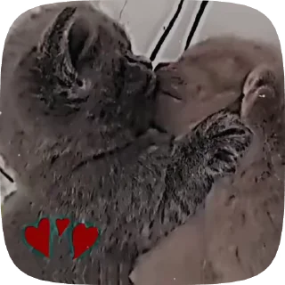 😍 emoji ,猫のレオ’ Telegram sticker 14 of 50