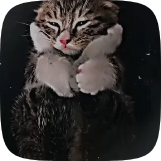 🥲 emoji ,猫のレオ’ Telegram sticker 6 of 50