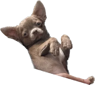 😜 emoji ⭐⭐⭐⭐⭐ Happy  Dog friends Telegram sticker 14 of 116