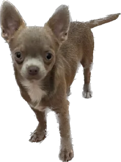 👩‍👦 emoji ⭐⭐⭐⭐⭐ Happy  Dog friends Telegram sticker 21 of 116