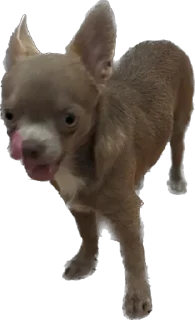 👳‍♀ emoji ⭐⭐⭐⭐⭐ Happy  Dog friends Telegram sticker 18 of 116