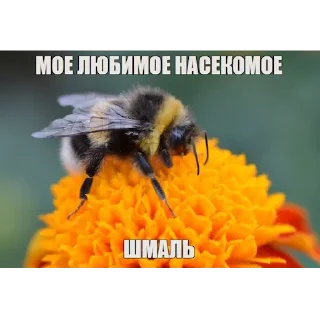 Sticker from ЧВК "Акацуки" by @dryaed