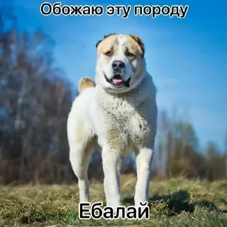 🦮 emoji ЧВК "Акацуки" by @dryaed Telegram sticker 11 of 26